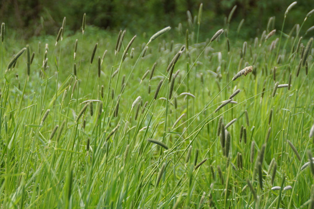 Grass- Timothy 