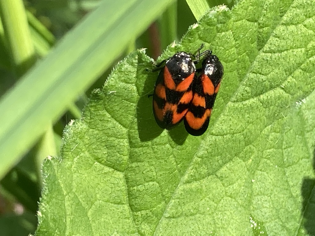 Red-and-black Froghopper - Cercopis vulnerata