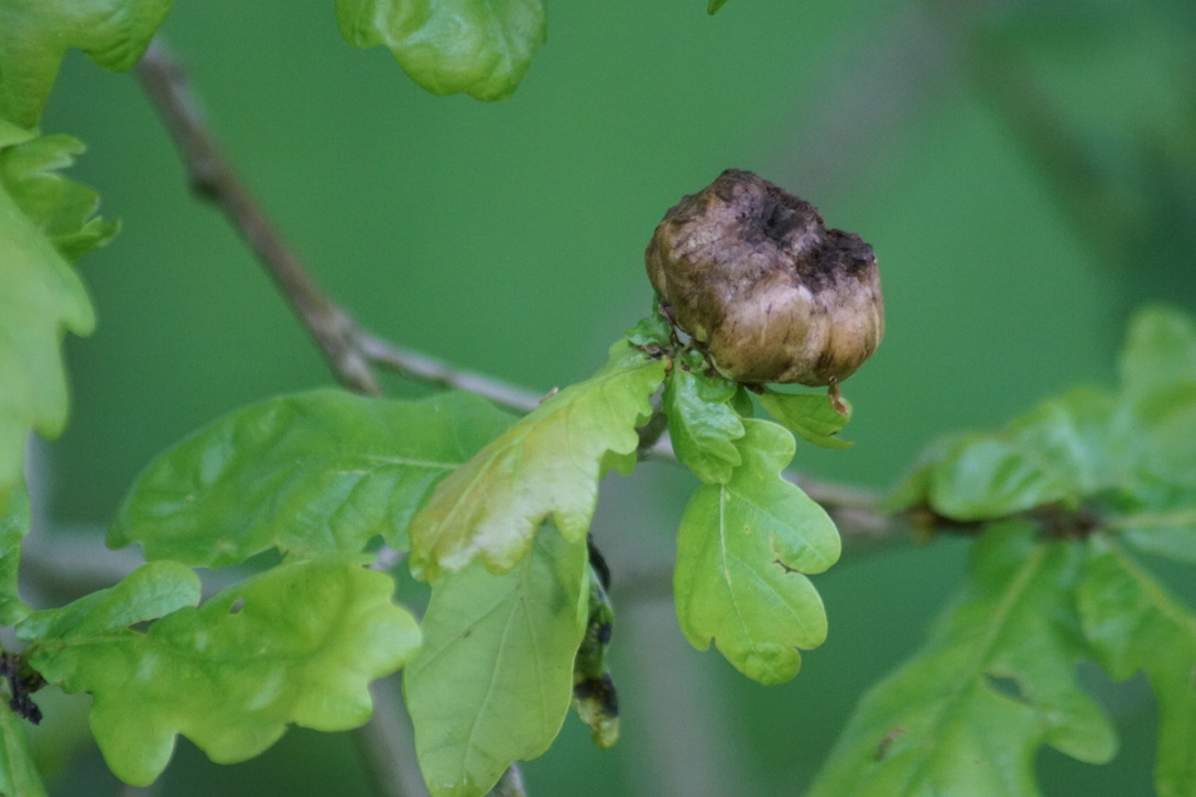 Oak Gall (Late May)