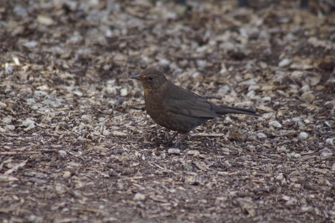 Female Blackbird