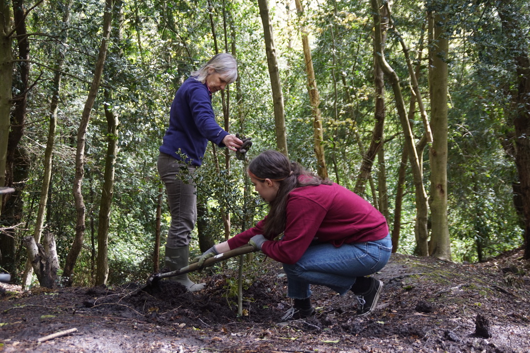 Volunteers planting holly trees