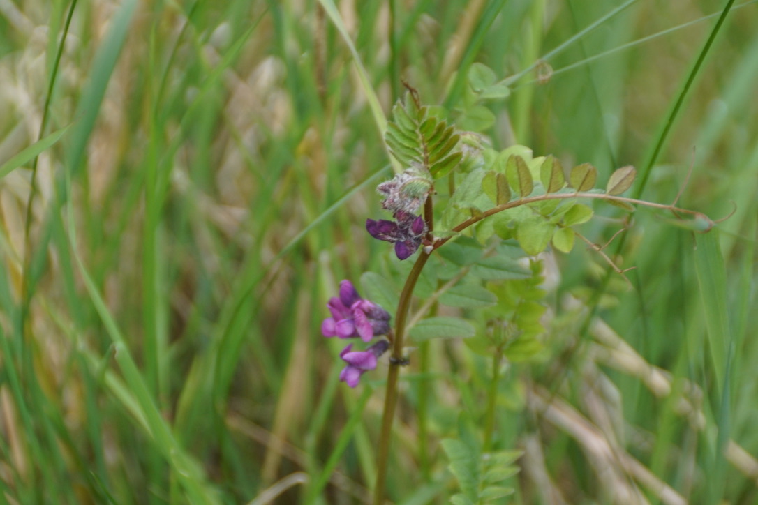 Common Vetch