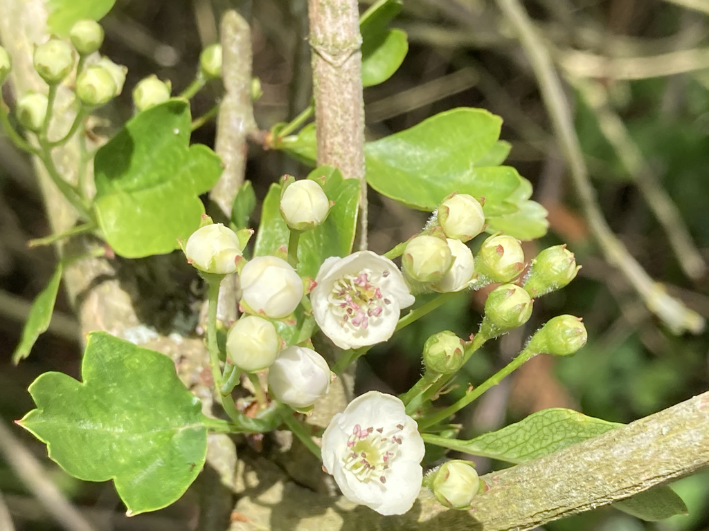 Hawthorn