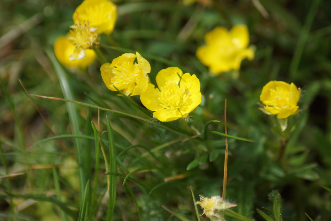 Meadow Buttercup