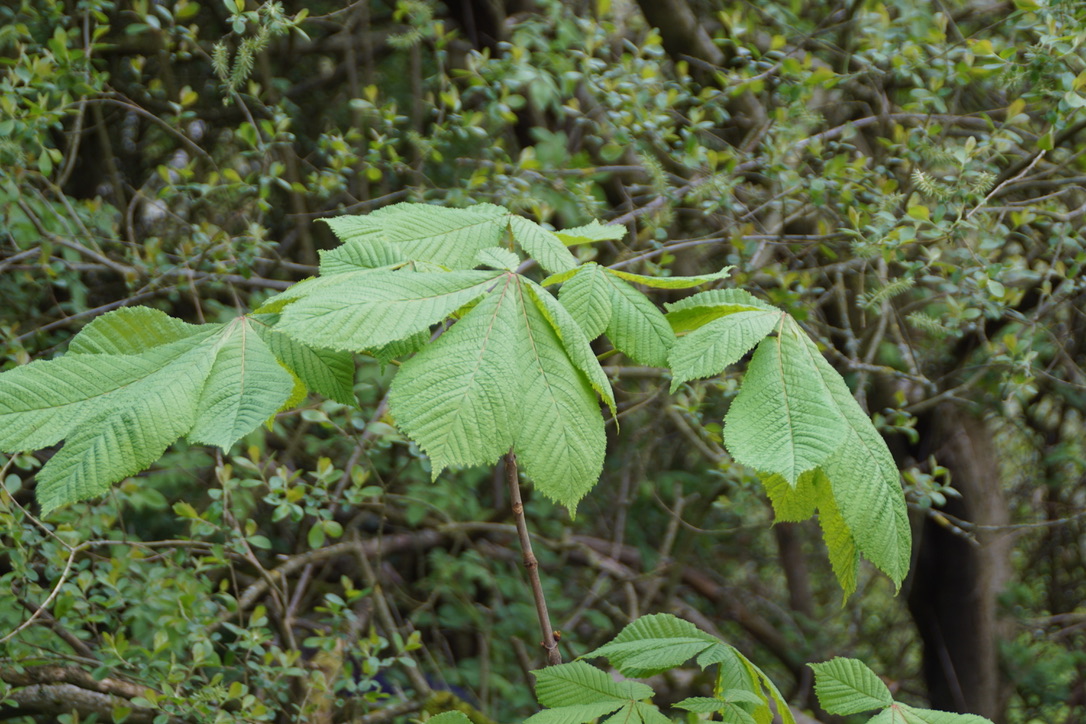 Horse Chestnut 