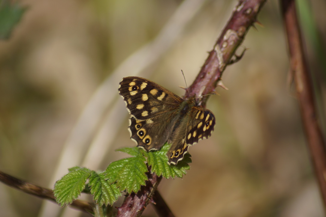 Speckled Wood Butterfly