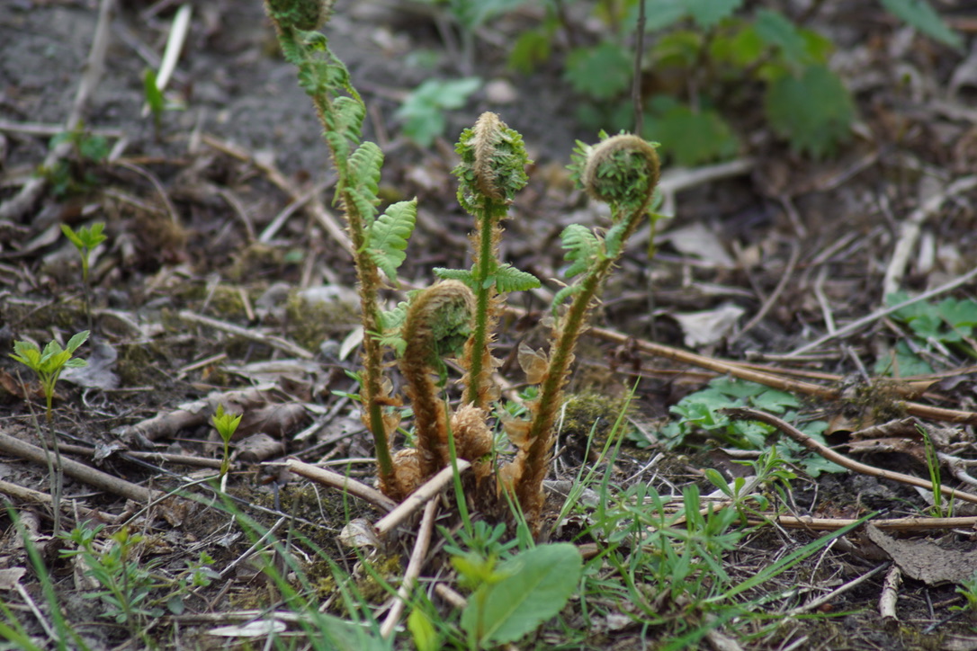 Ferns coming to life