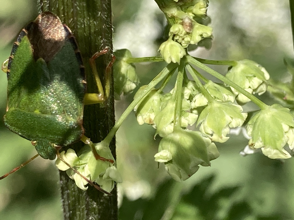 Green Shieldbug 