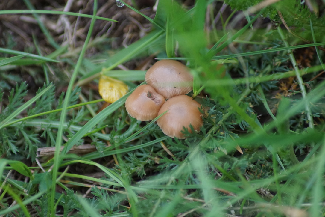 Common Inkcap Mushrooms