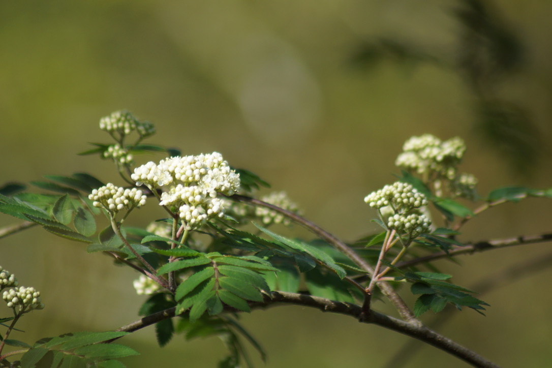 Rowan Tree - Flowers