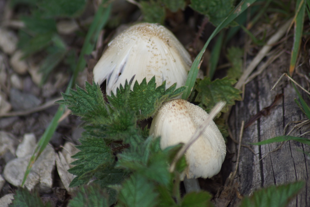 Common ink cap - Coprinopsis atramentaria