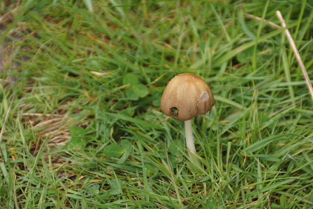 Common Inkcap Mushroom