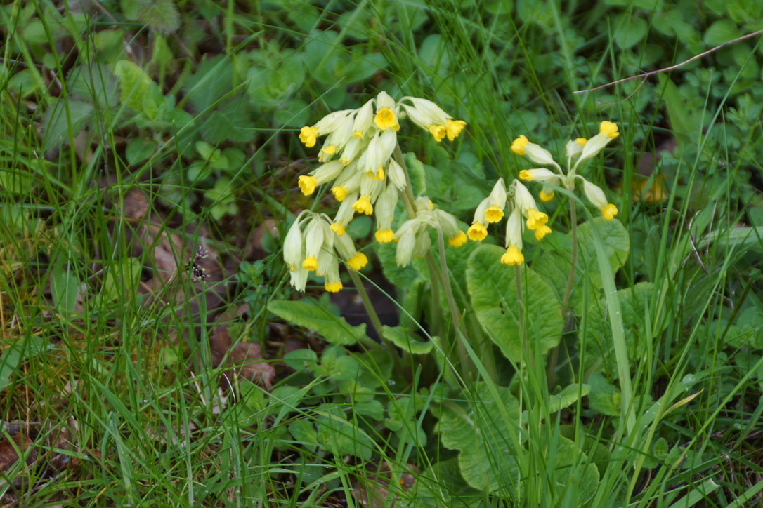 Cowslip