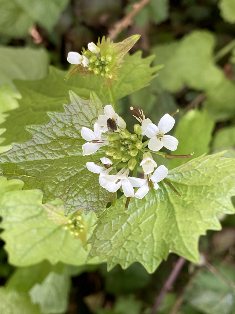 Garlic Mustard