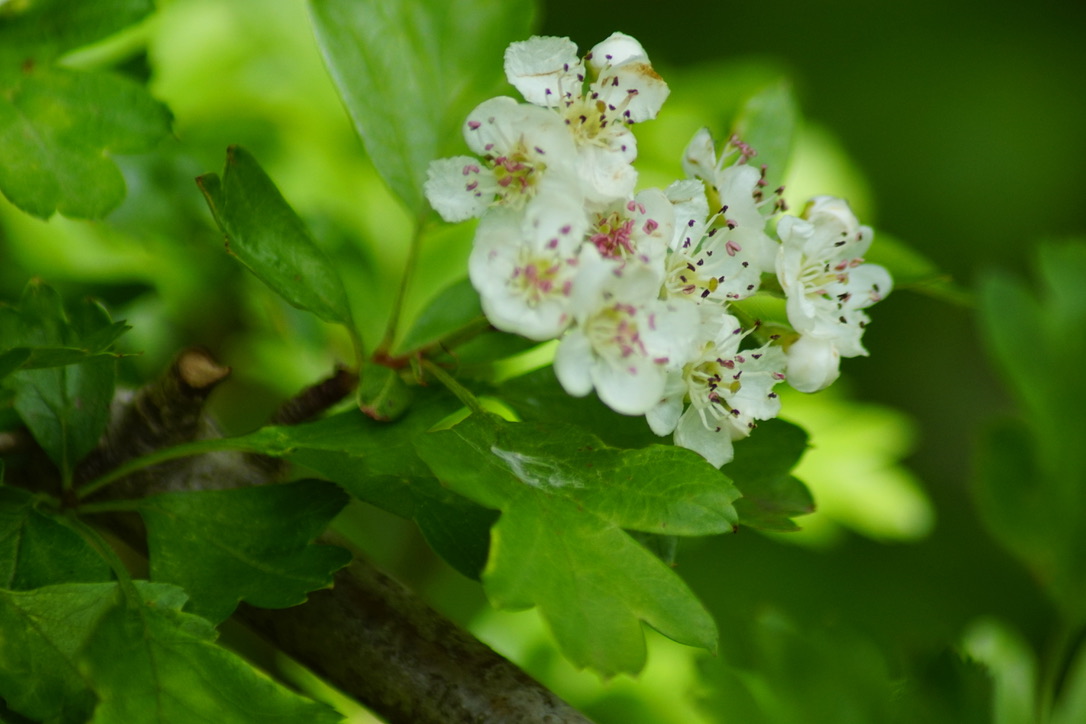 Hawthorn - May Blossom