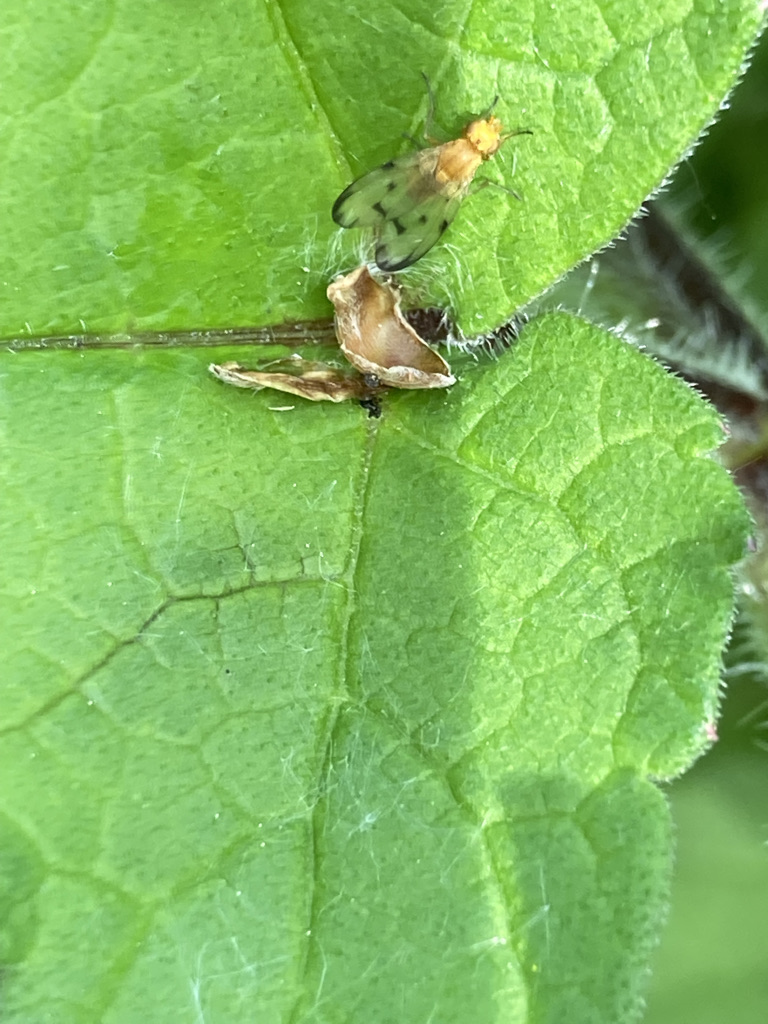 Fly - Palloptera quinquemaculata