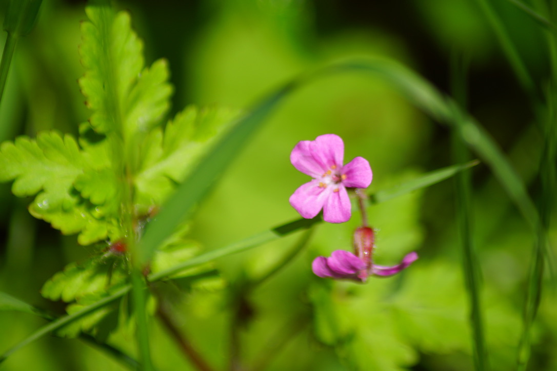 Herb Robert