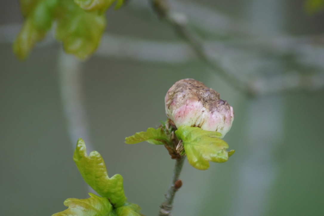 Oak Gall (Early May)