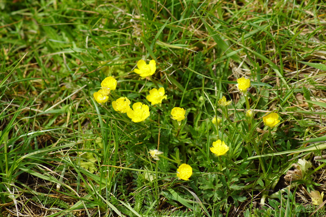 Meadow Buttercup