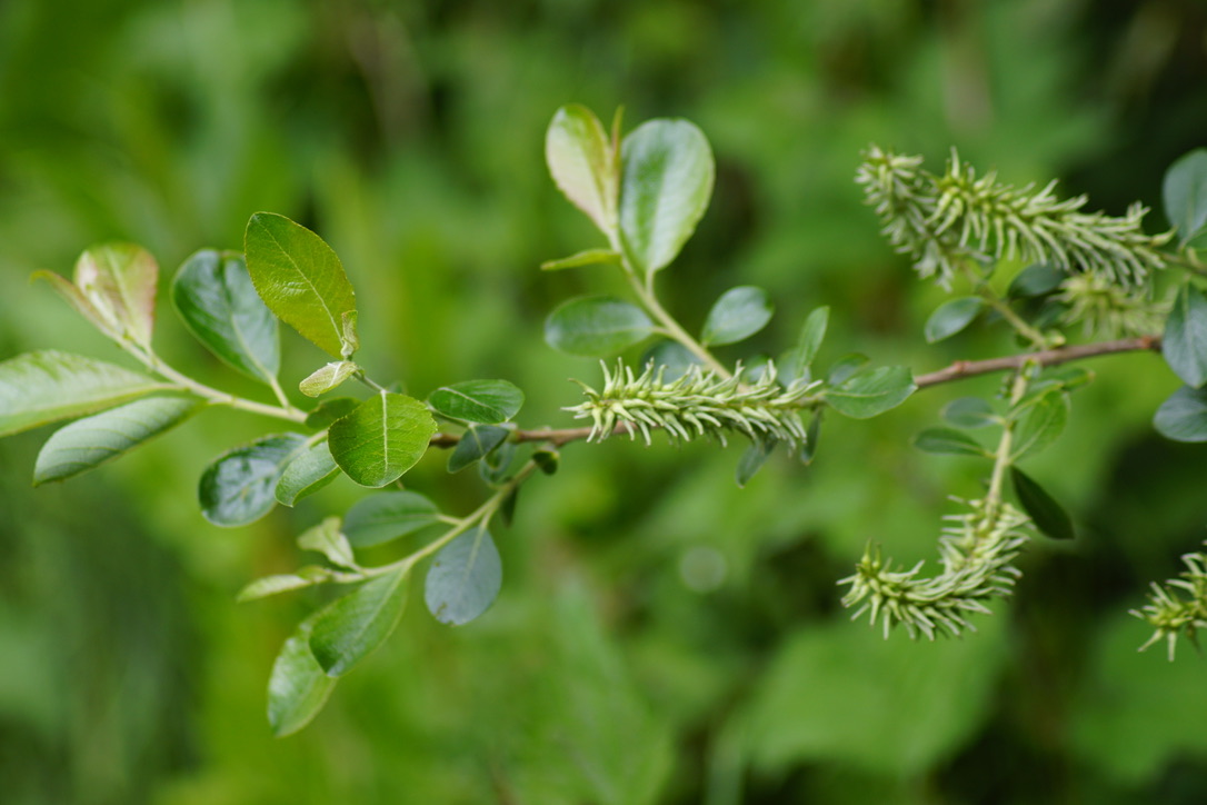 Bay Willow with seed pods