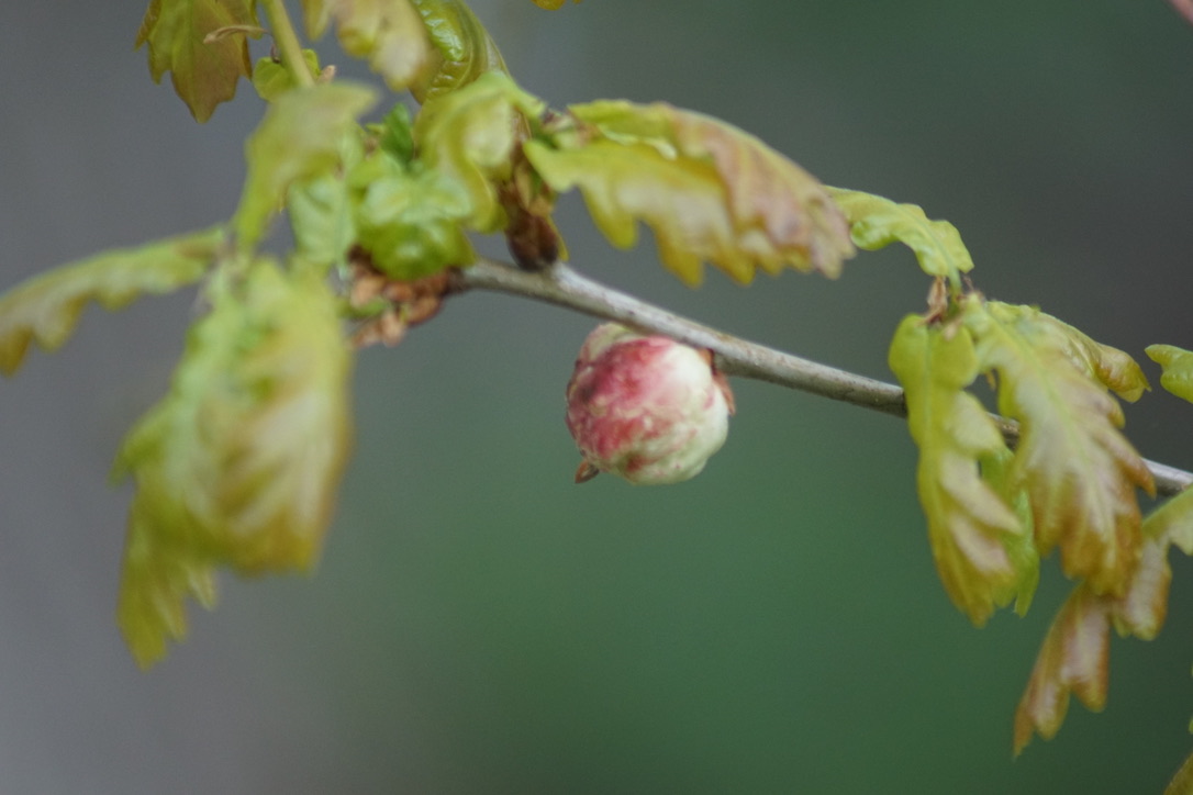 Oak Gall (Early May)