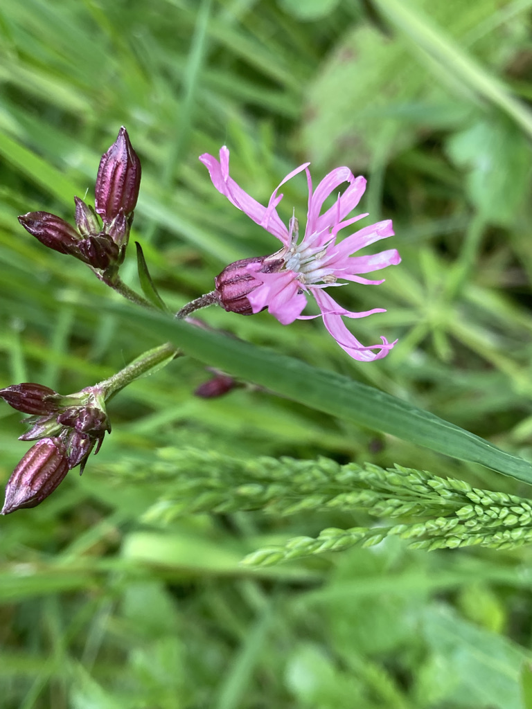 Ragged Robin