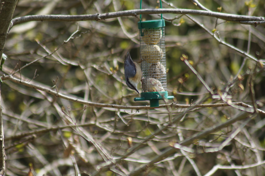 Nuthatch