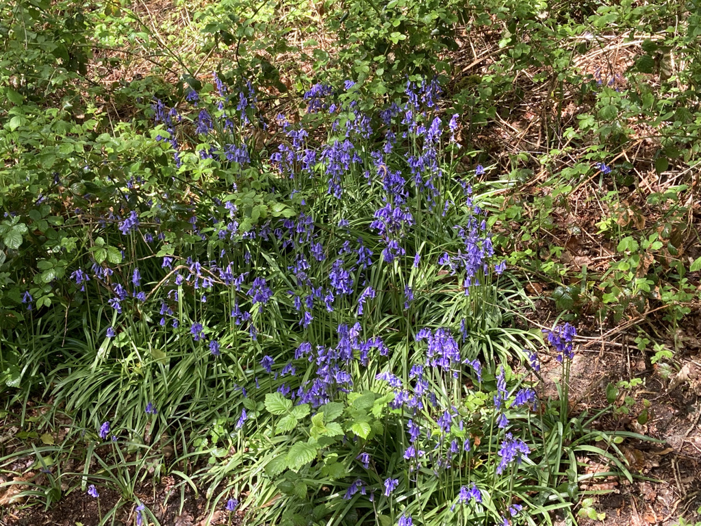 Bluebells 