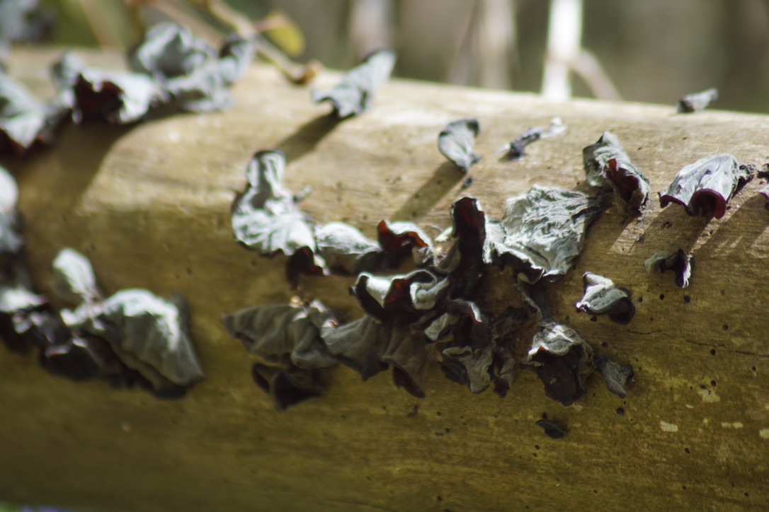 Jelly ear - Auricularia auricularia-judae