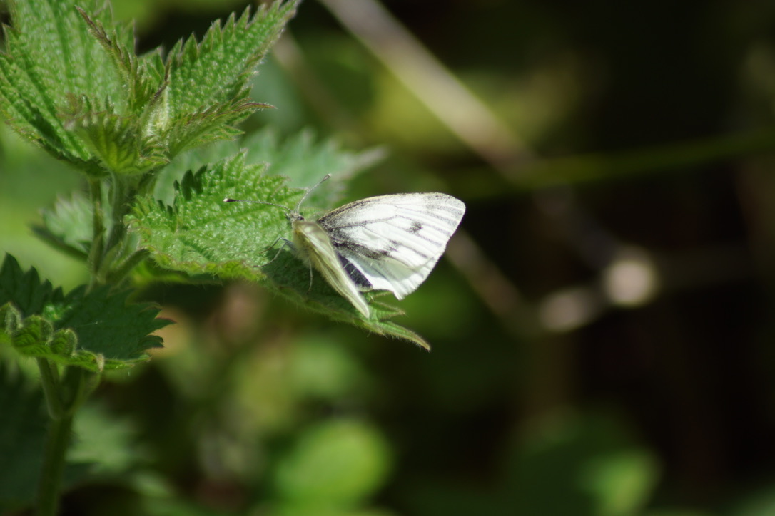 Green-veined White Butterfly