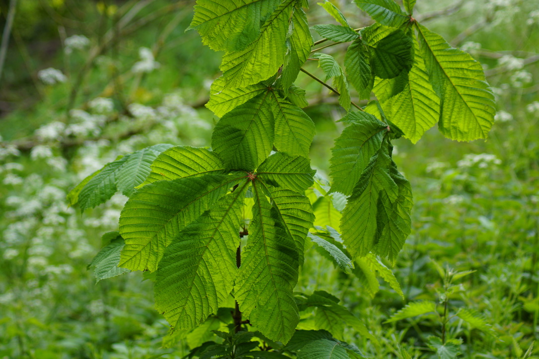 Horse Chestnut