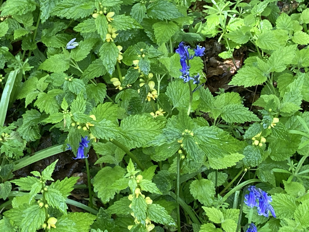 Yellow Archangel and Bluebells