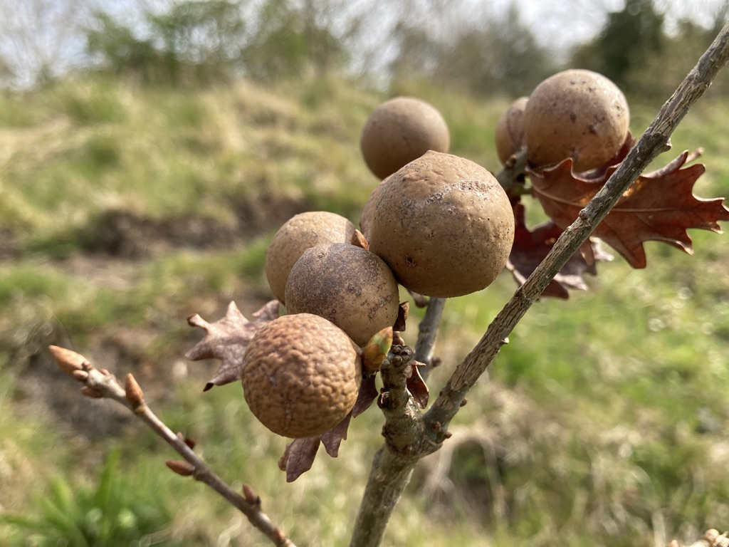 Oak Apples (Gall)