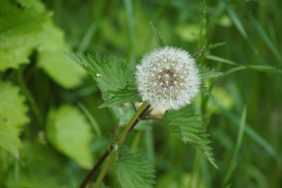 Dandelion Clock