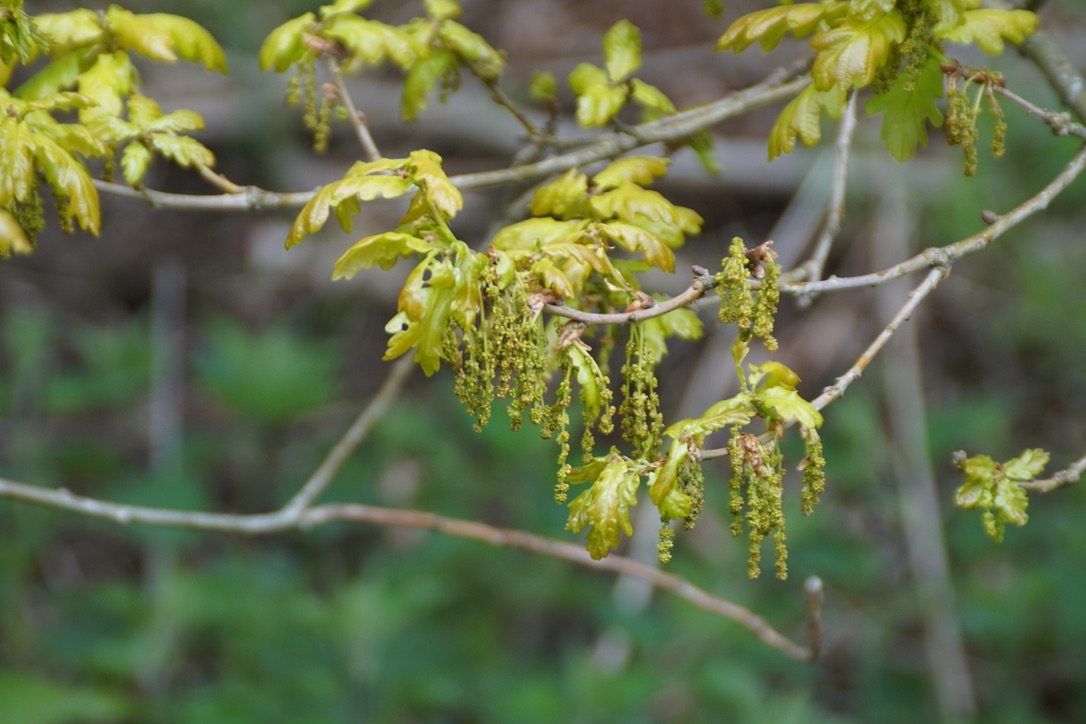 Male flowers on Oak