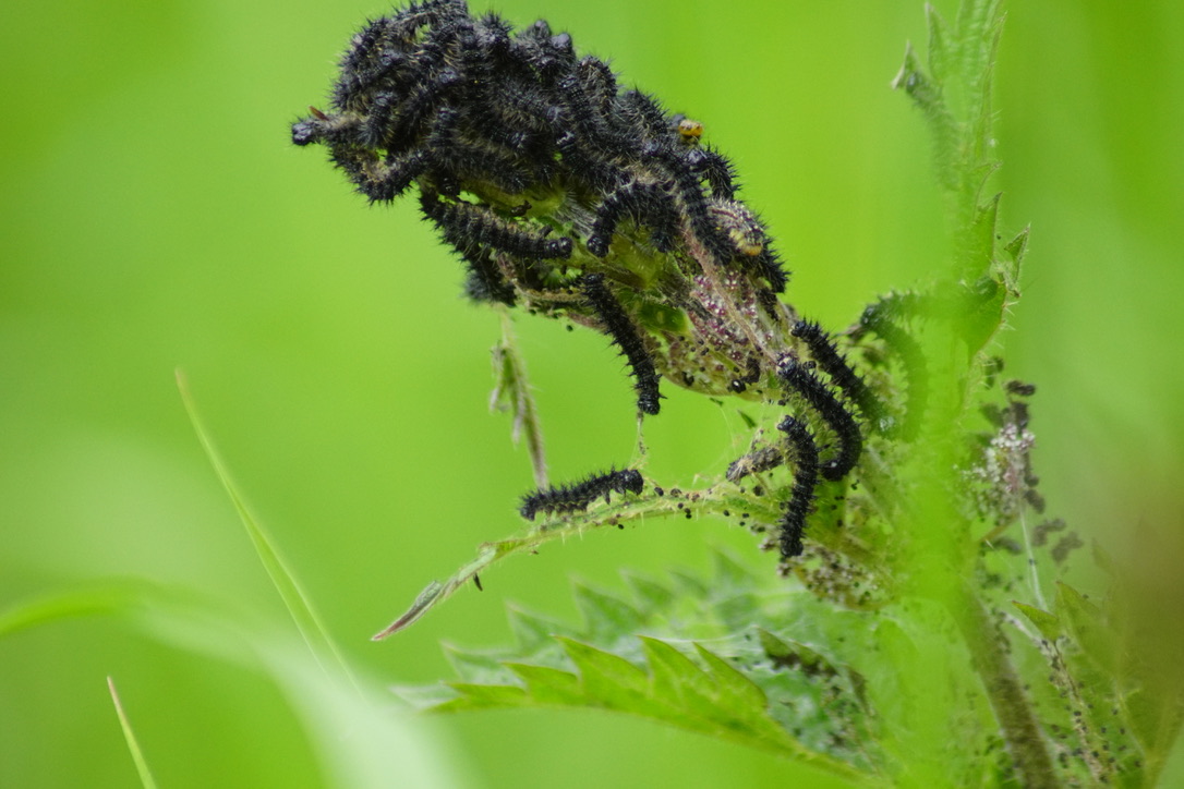 Small Tortoiseshell caterpillars 