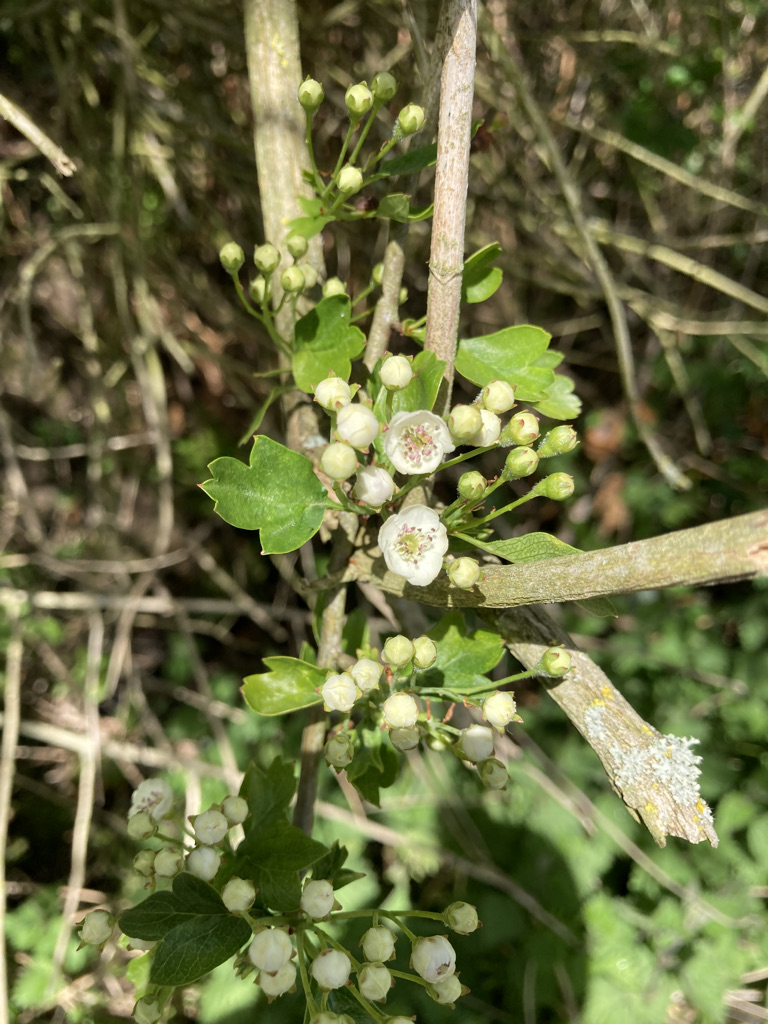 Hawthorn