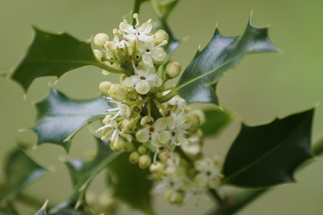 Holly in flower