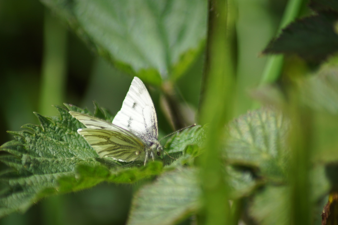 Green-veined White Butterfly