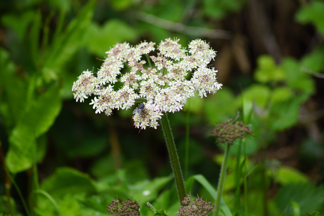 Wild Carrot. 