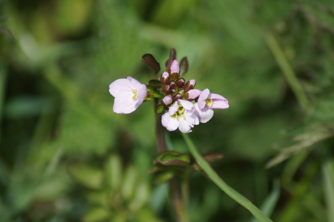 Cuckooflower