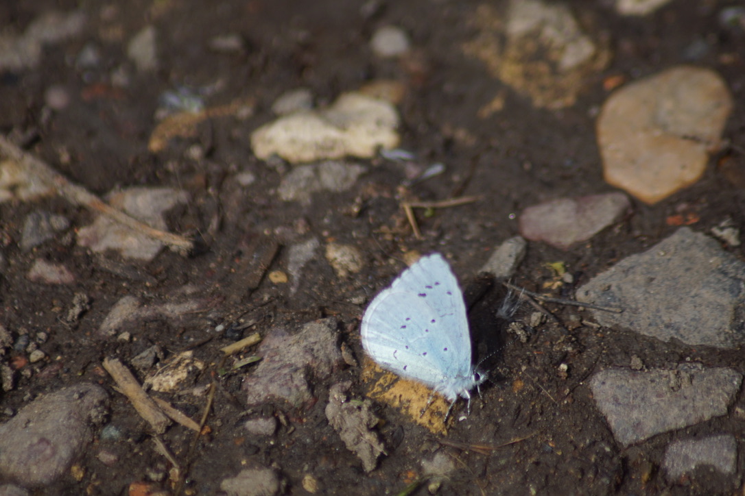 Holly Blue Butterfly