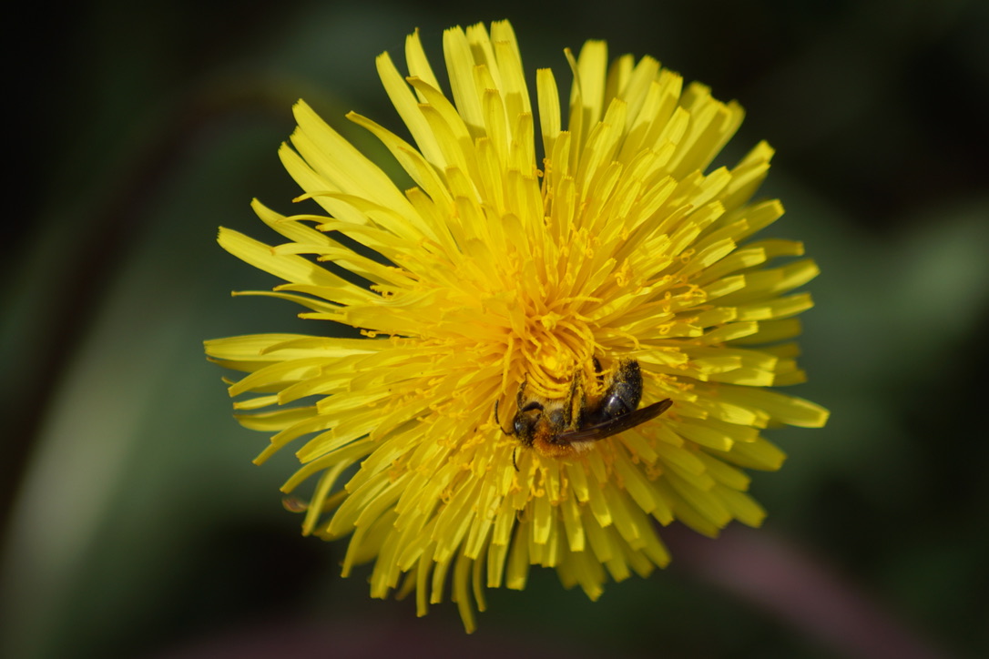 Communal Mining Bee