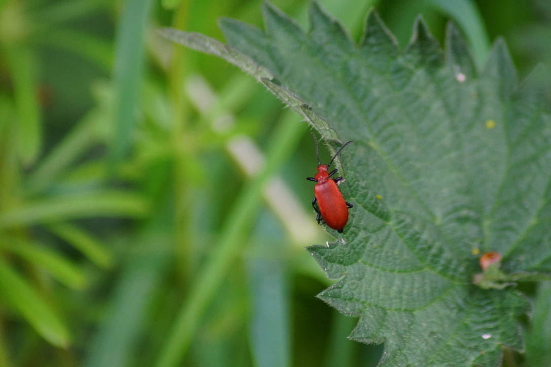 Cardinal Beetle - Pyrochroa serraticornis