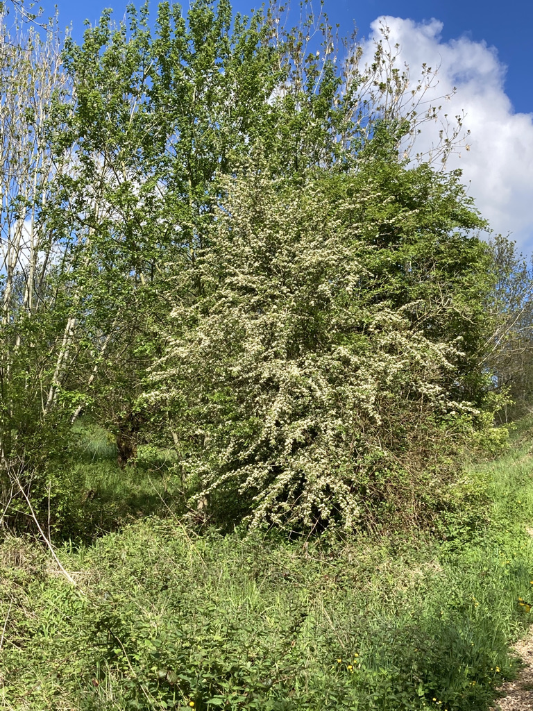 Hawthorn - May