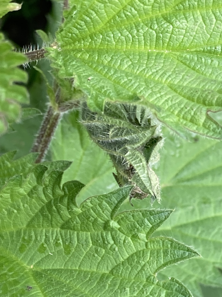 Small Tortoiseshell chrysalis - inside nettle leaf