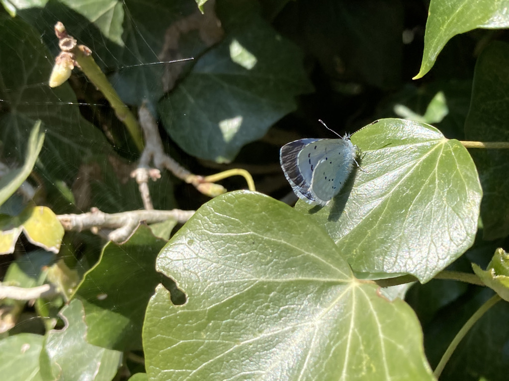 Holly Blue Butterfly