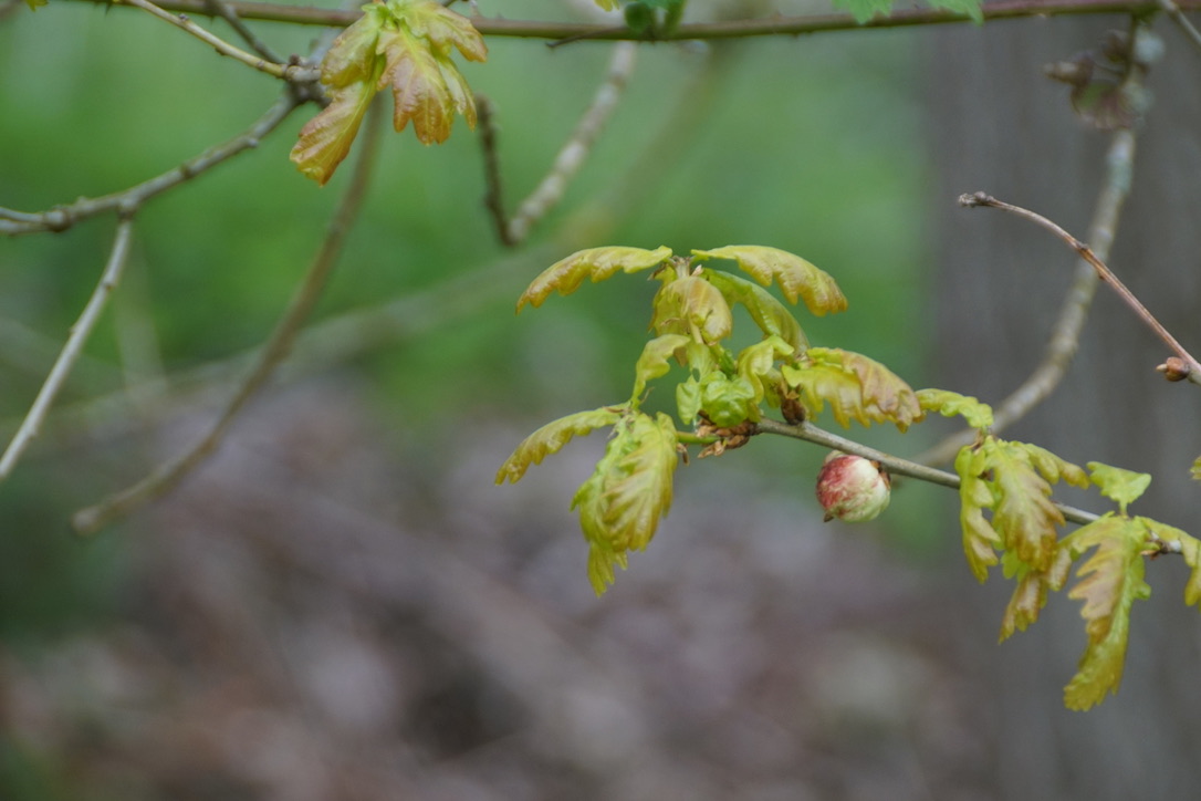 Oak Gall