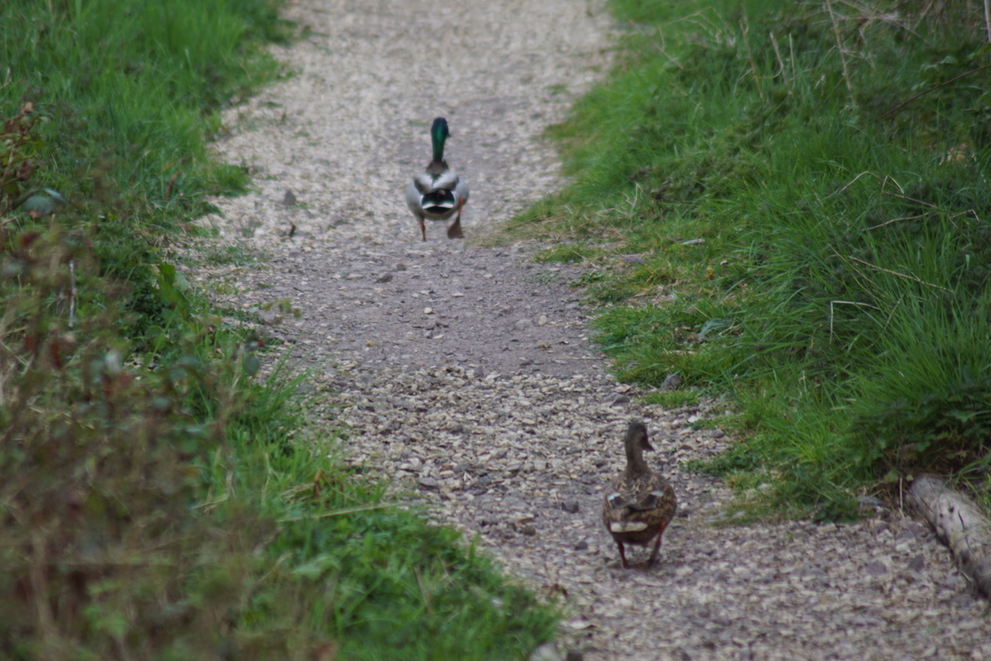 The Mallards go for a walk