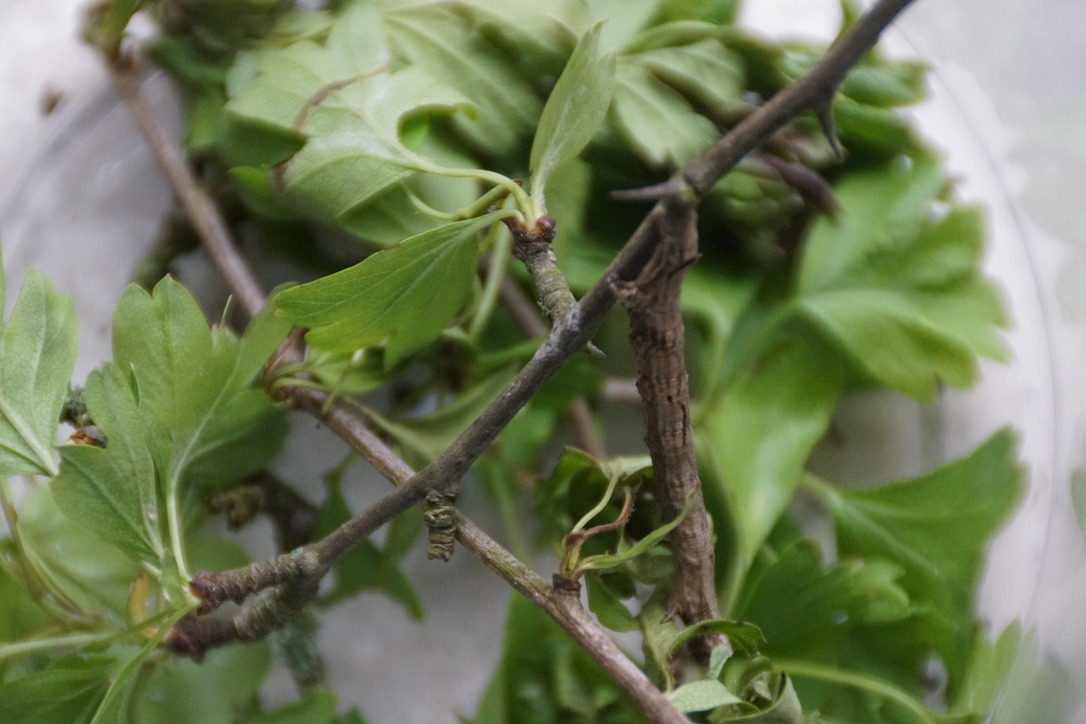 Moth Caterpillar 